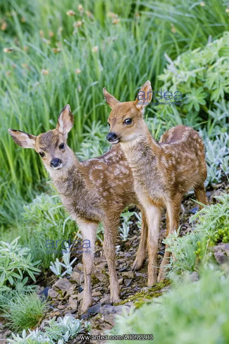 : Two Columbian black-tailed deer (Odocoileus hemionus : Two Columbian black-tailed deer (Odocoileus hemionus