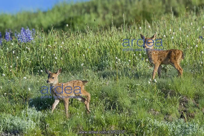 : Columbian black-tailed deer (Odocoileus hemionus : Columbian black-tailed deer (Odocoileus hemionus