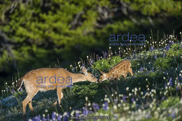 : Columbian black-tailed deer (Odocoileus hemionus : Columbian black-tailed deer (Odocoileus hemionus