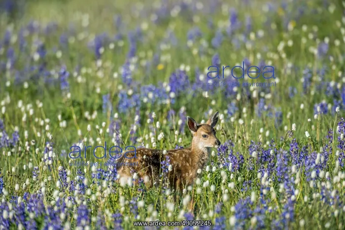: Columbian black-tailed deer (Odocoileus hemionus : Columbian black-tailed deer (Odocoileus hemionus