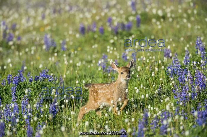: Columbian black-tailed deer (Odocoileus hemionus : Columbian black-tailed deer (Odocoileus hemionus