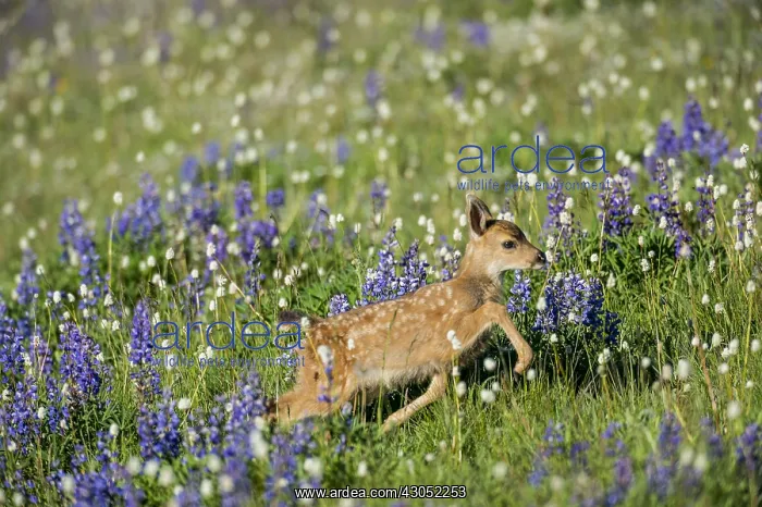 : Columbian black-tailed deer (Odocoileus hemionus : Columbian black-tailed deer (Odocoileus hemionus