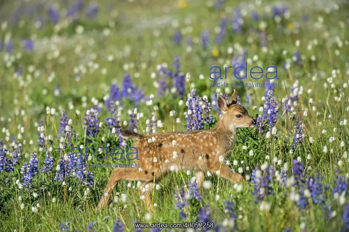 : Columbian black-tailed deer (Odocoileus hemionus : Columbian black-tailed deer (Odocoileus hemionus