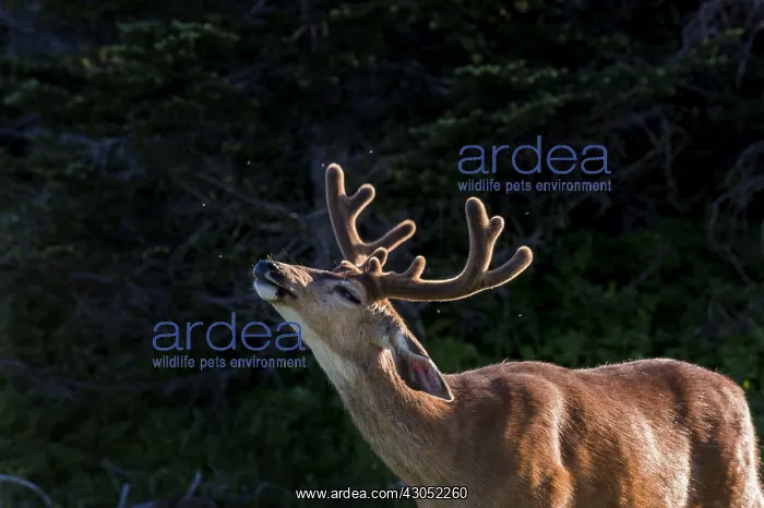 : Columbian black-tailed deer (Odocoileus hemionus : Columbian black-tailed deer (Odocoileus hemionus