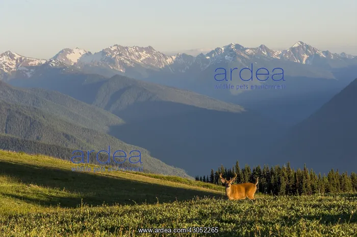 : Columbian black-tailed deer (Odocoileus hemionus : Columbian black-tailed deer (Odocoileus hemionus