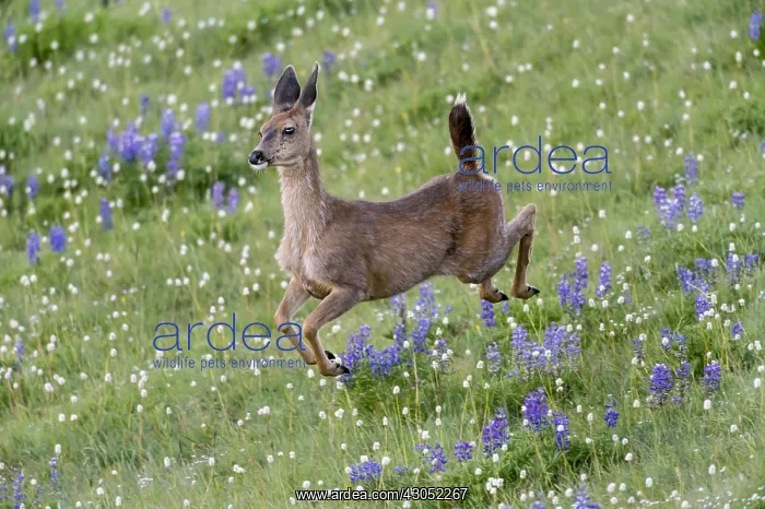  : Columbian black-tailed deer (Odocoileus hemionus