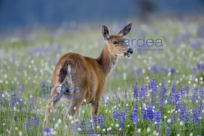 : Columbian black-tailed deer (Odocoileus hemionus : Columbian black-tailed deer (Odocoileus hemionus