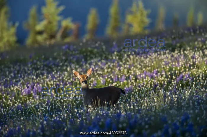 : Columbian black-tailed deer (Odocoileus hemionus : Columbian black-tailed deer (Odocoileus hemionus