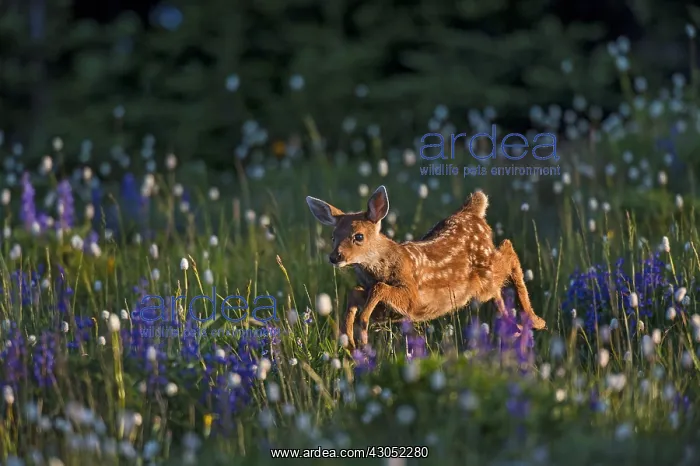 : Columbian black-tailed deer (Odocoileus hemionus : Columbian black-tailed deer (Odocoileus hemionus