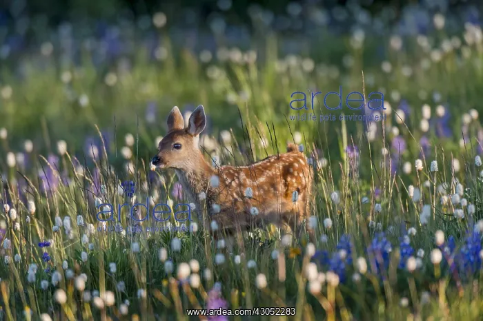 : Columbian black-tailed deer (Odocoileus hemionus : Columbian black-tailed deer (Odocoileus hemionus