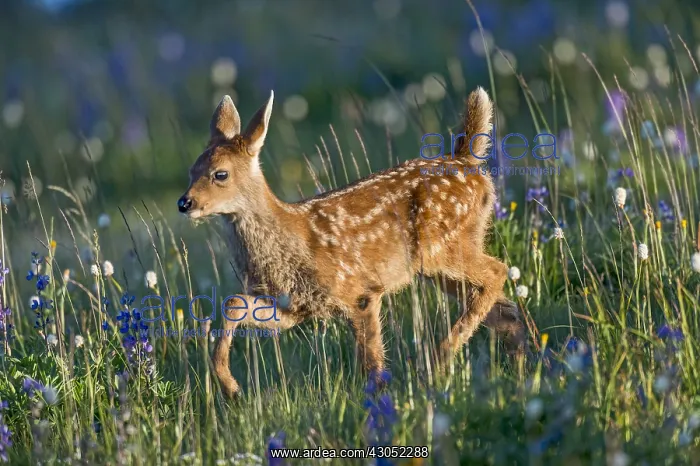 : Columbian black-tailed deer (Odocoileus hemionus : Columbian black-tailed deer (Odocoileus hemionus