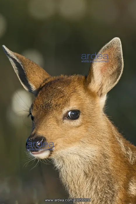 : Columbian black-tailed deer (Odocoileus hemionus : Columbian black-tailed deer (Odocoileus hemionus