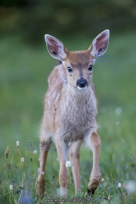  : Columbian black-tailed deer (Odocoileus hemionus