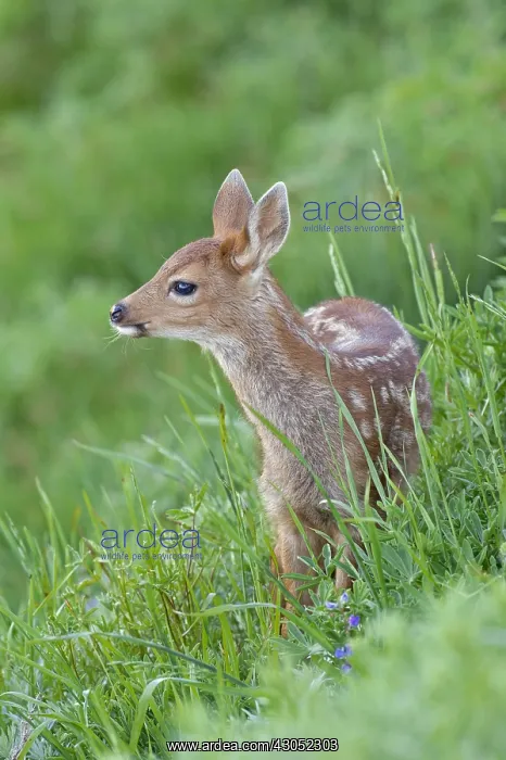 : Columbian black-tailed deer (Odocoileus hemionus : Columbian black-tailed deer (Odocoileus hemionus