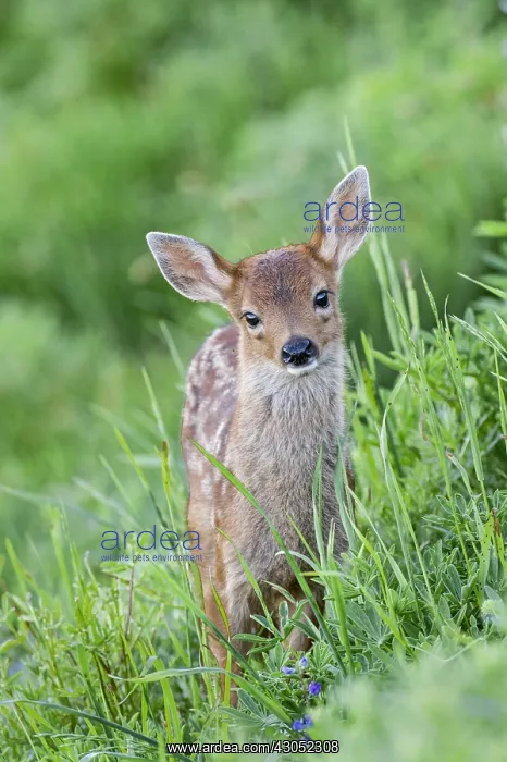 : Columbian black-tailed deer (Odocoileus hemionus : Columbian black-tailed deer (Odocoileus hemionus