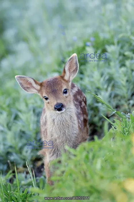 : Columbian black-tailed deer (Odocoileus hemionus : Columbian black-tailed deer (Odocoileus hemionus