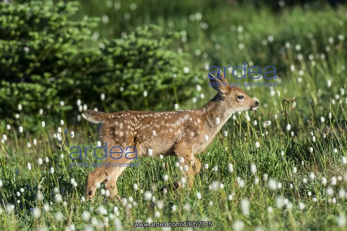 : Columbian black-tailed deer (Odocoileus hemionus : Columbian black-tailed deer (Odocoileus hemionus