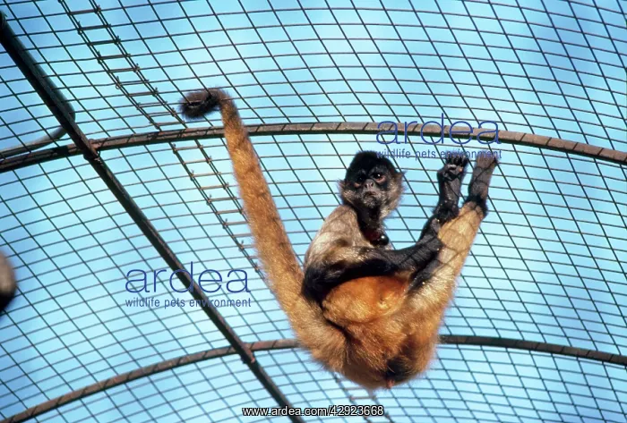 : Columbian Brown Spider Monkey - showing use of : Columbian Brown Spider Monkey - showing use of