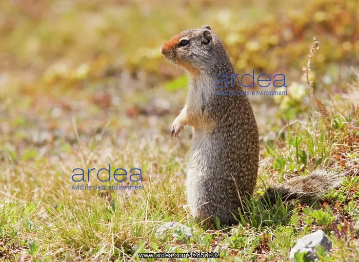 : Columbian Ground Squirrel : Columbian Ground Squirrel