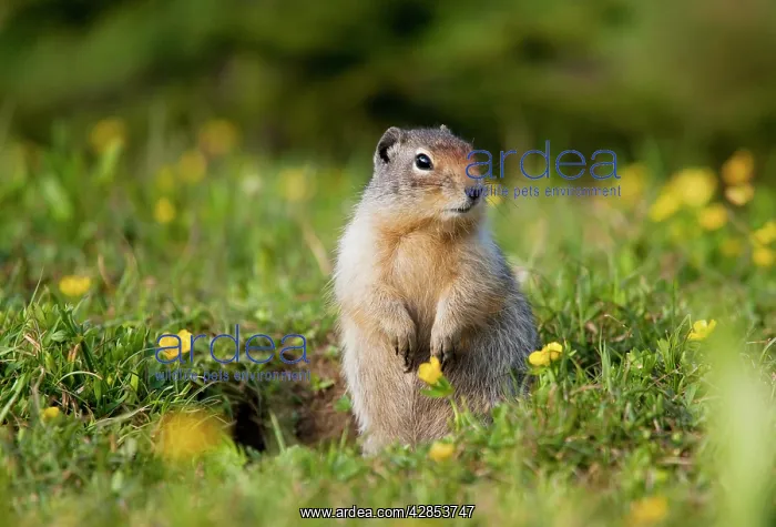 : Columbian Ground Squirrel : Columbian Ground Squirrel