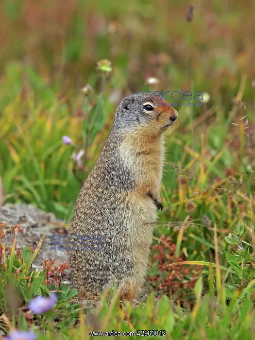 : Columbian Ground Squirrel : Columbian Ground Squirrel