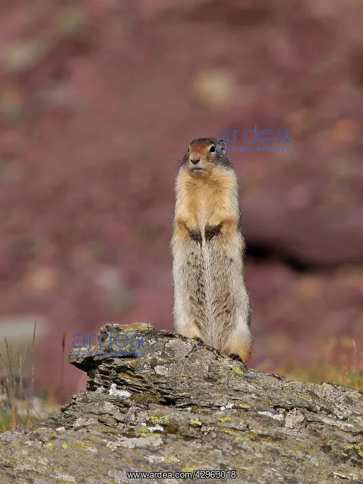 : Columbian Ground Squirrel : Columbian Ground Squirrel