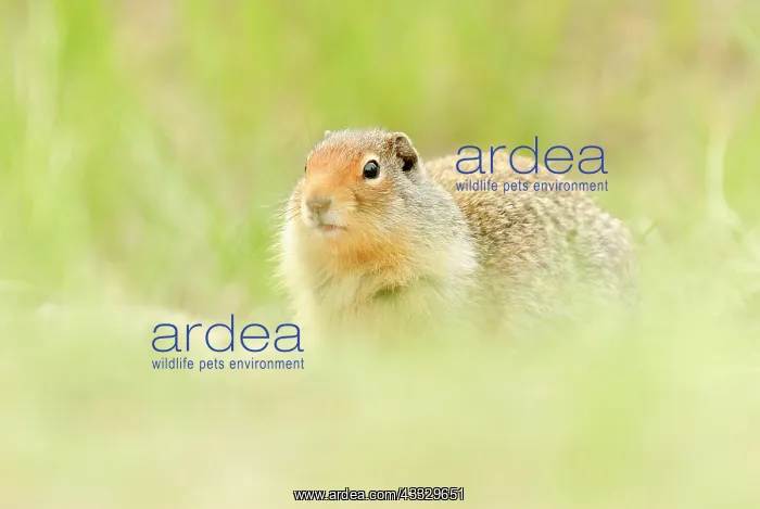 : Columbian Ground Squirrel : Columbian Ground Squirrel