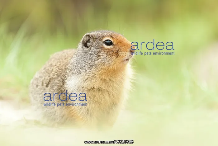 : Columbian Ground Squirrel : Columbian Ground Squirrel