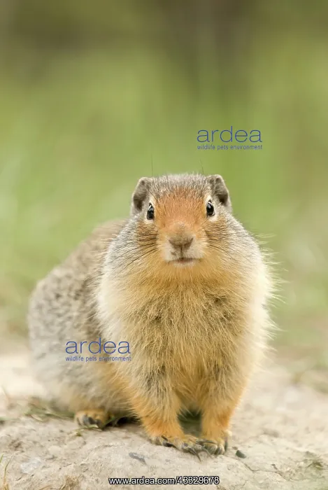 : Columbian Ground Squirrel : Columbian Ground Squirrel
