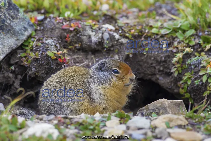  : Columbian Ground Squirrel adult