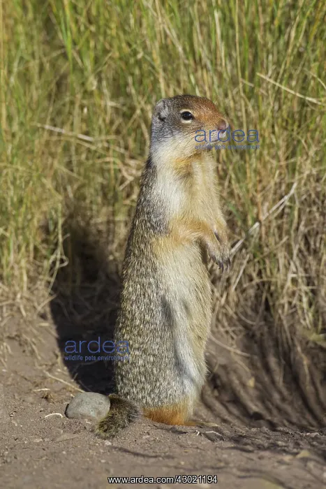 : Columbian Ground Squirrel adult : Columbian Ground Squirrel adult