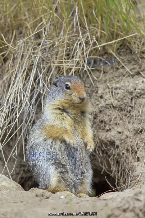  : Columbian Ground Squirrel adult