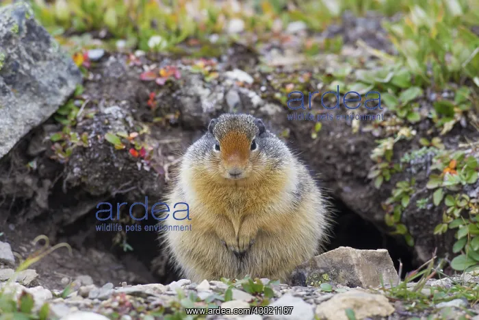 : Columbian Ground Squirrel adult squirrel : Columbian Ground Squirrel adult squirrel