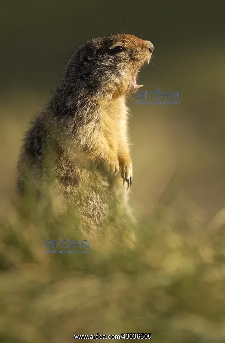 : Columbian Ground Squirrel alert calling - Columbian : Columbian Ground Squirrel alert calling - Columbian