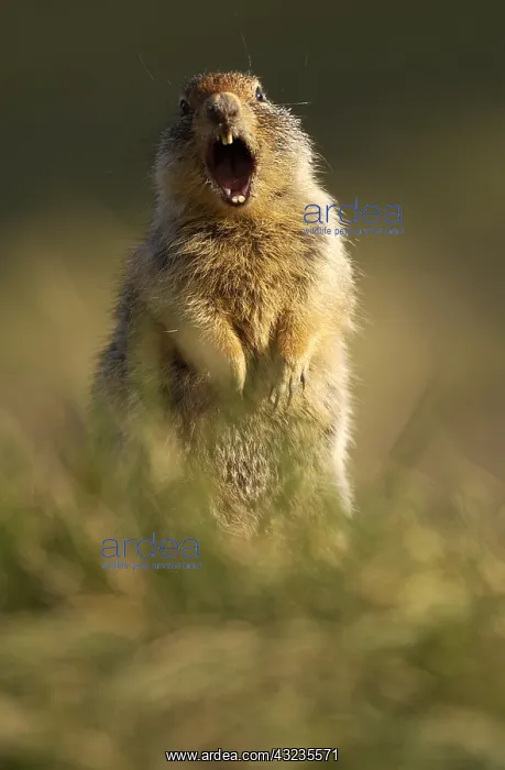 : Columbian Ground Squirrel alert calling - Columbian : Columbian Ground Squirrel alert calling - Columbian