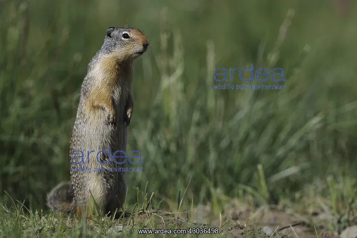 : Columbian Ground Squirrel alert - Columbian Ground : Columbian Ground Squirrel alert - Columbian Ground