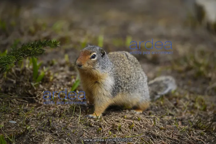 : Columbian Ground Squirrel alert - Columbian Ground : Columbian Ground Squirrel alert - Columbian Ground