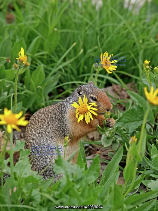 : Columbian Ground Squirrel - eating flower : Columbian Ground Squirrel - eating flower