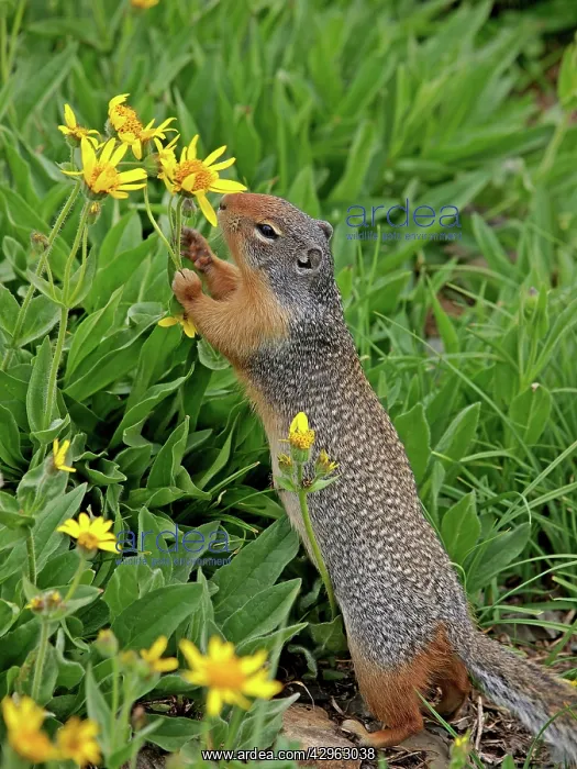 : Columbian Ground Squirrel - eating flower : Columbian Ground Squirrel - eating flower