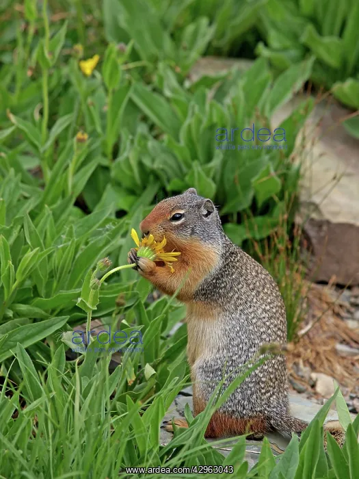 : Columbian Ground Squirrel - eating flower : Columbian Ground Squirrel - eating flower