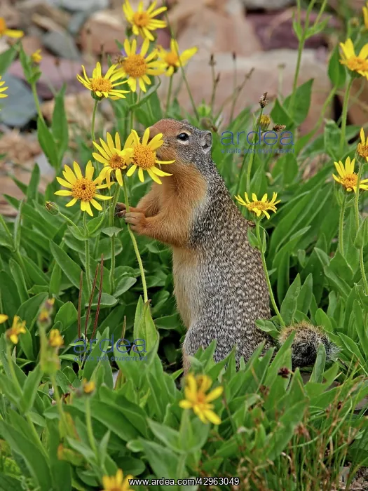 : Columbian Ground Squirrel - eating flower : Columbian Ground Squirrel - eating flower