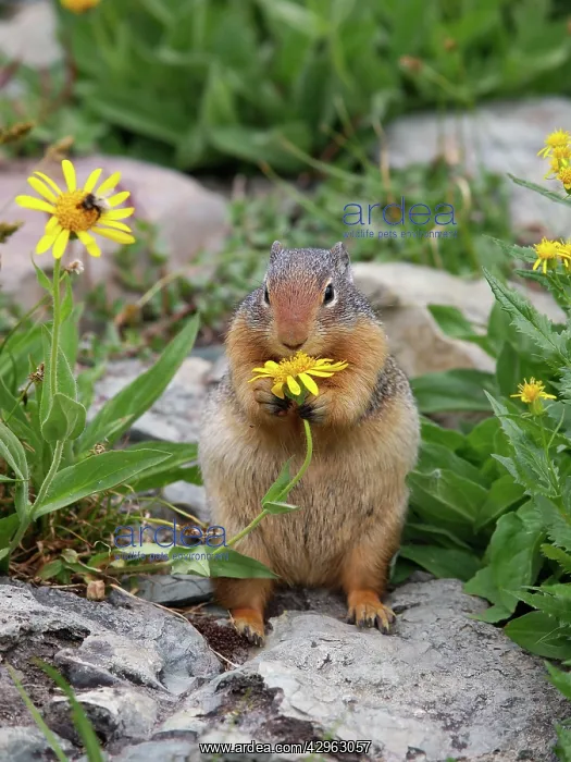 : Columbian Ground Squirrel - eating flower : Columbian Ground Squirrel - eating flower
