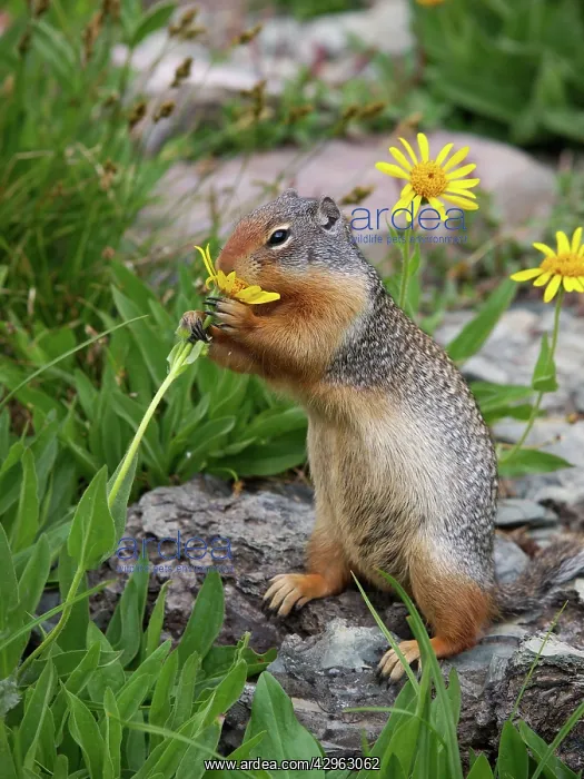 : Columbian Ground Squirrel - eating flower : Columbian Ground Squirrel - eating flower