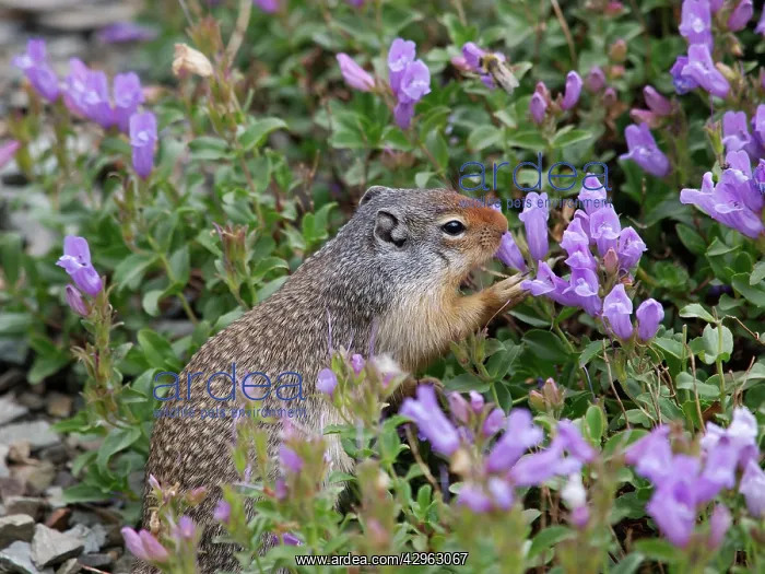 : Columbian Ground Squirrel - eating flower : Columbian Ground Squirrel - eating flower