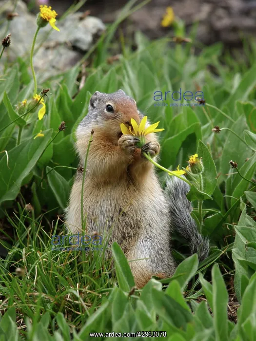 : Columbian Ground Squirrel - eating flower : Columbian Ground Squirrel - eating flower