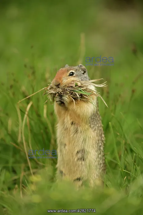 : Columbian Ground Squirrel - Gathering grass in : Columbian Ground Squirrel - Gathering grass in
