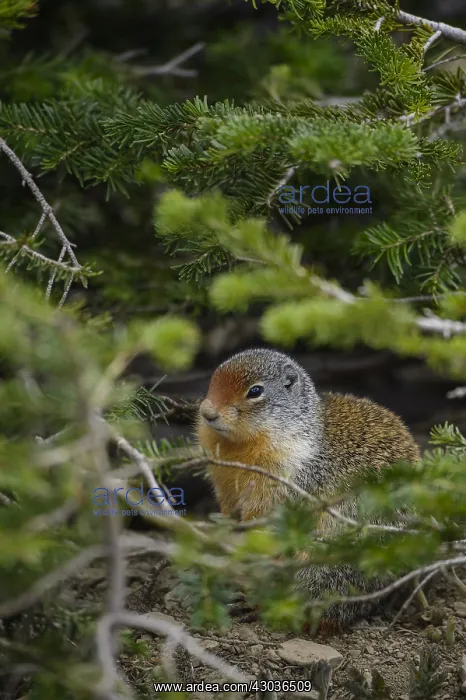: Columbian Ground Squirrel perched on a rock - Columbian : Columbian Ground Squirrel perched on a rock - Columbian