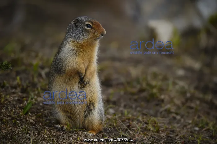: Columbian Ground Squirrel standing alert - Columbian : Columbian Ground Squirrel standing alert - Columbian