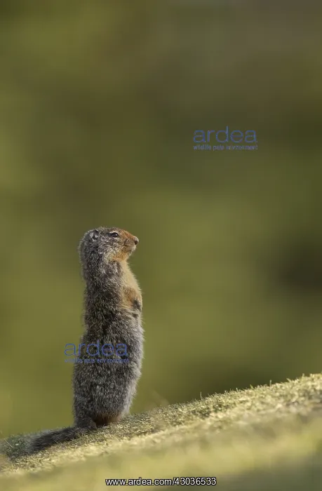 : Columbian Ground Squirrel standing alert - Columbian : Columbian Ground Squirrel standing alert - Columbian