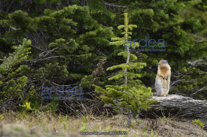 : Columbian Ground Squirrel standing alert on a rock : Columbian Ground Squirrel standing alert on a rock